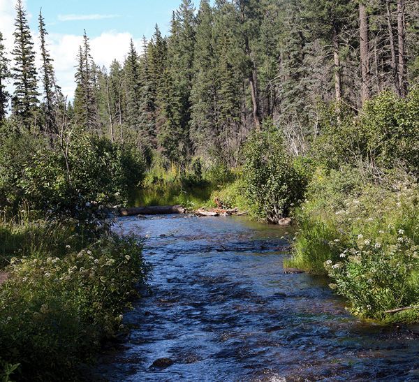 From scenic overlooks to rivers and wildlife in the White Mountains