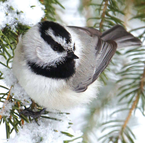 How wildlife survives winter