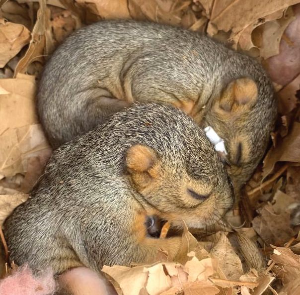 What should you do if you find what looks like an abandoned young wild animal?