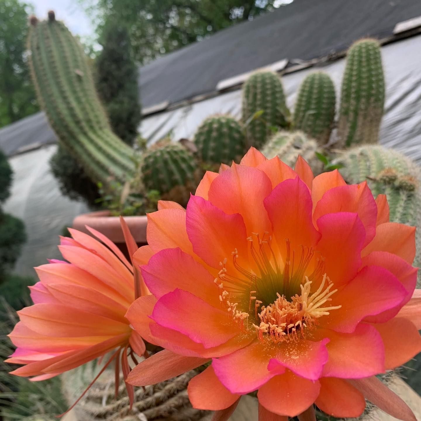 Plant Nursery