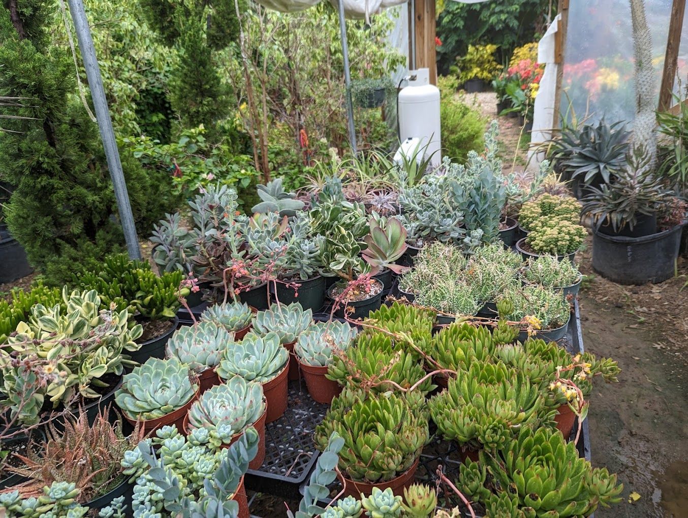 Plant Nursery San Antonio, TX 2105206529