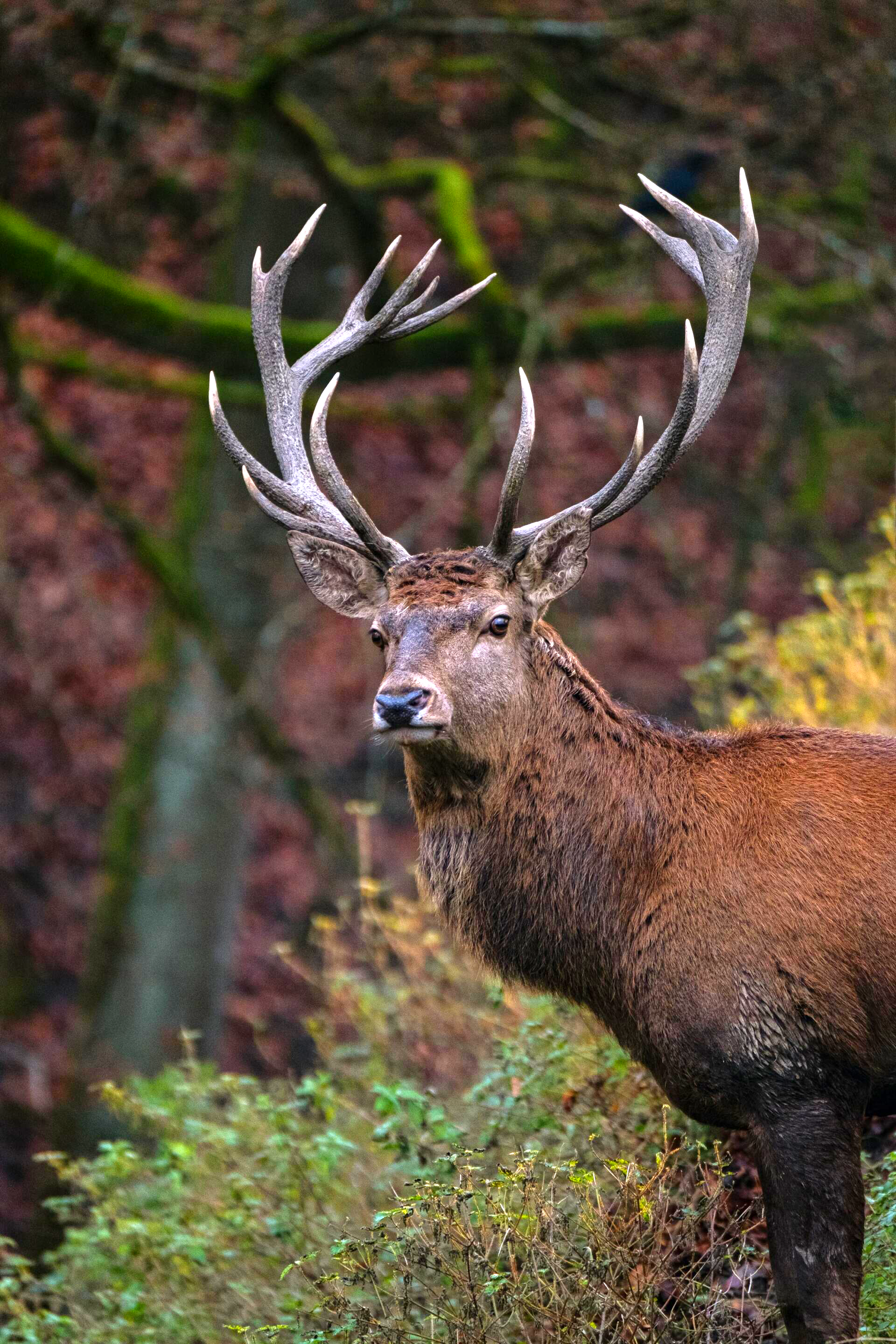 A close up of a deer with antlers standing in the woods.
