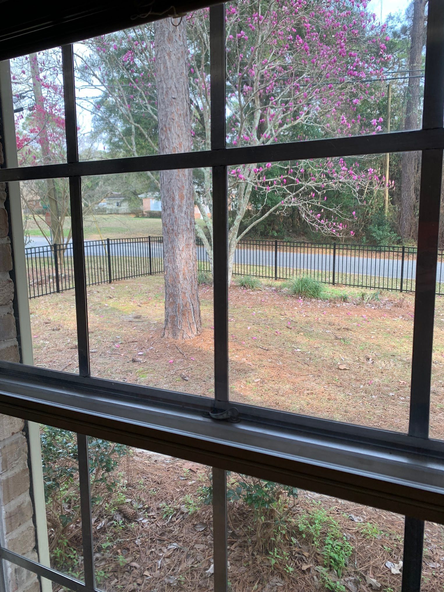 A window with a view of a yard with trees and a fence.
