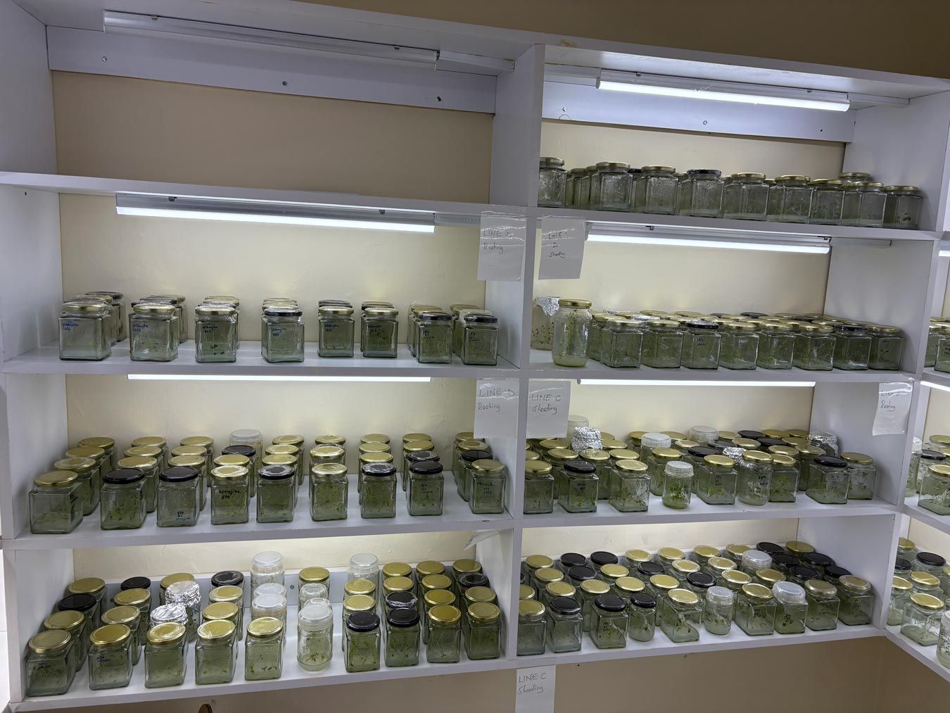 Shelves with glass jars filled with plants, illuminated by fluorescent lights.