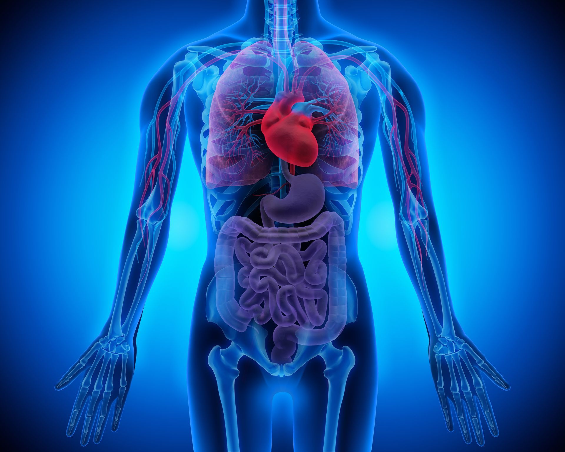 Anatomisches Diagramm des menschlichen Rumpfes mit Darstellung der inneren Organe: Herz, Lunge, Magen und Darm, in Blau und Rot.
