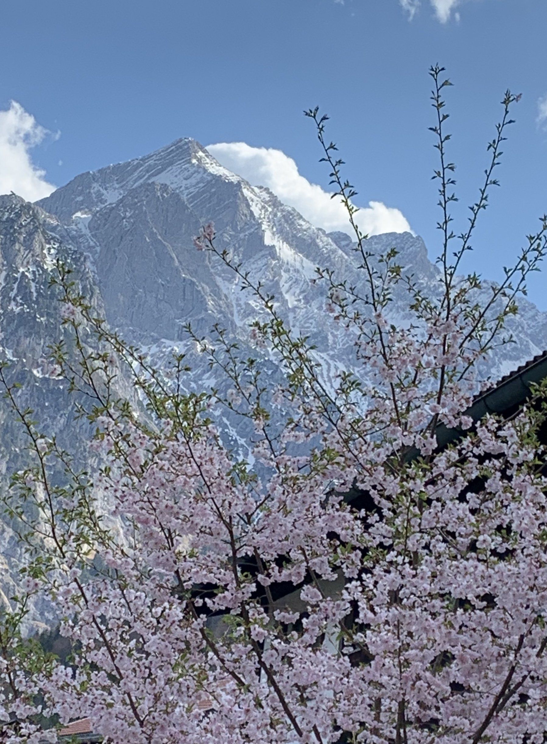 Ein Kirschblütenbaum mit einem Berg im Hintergrund