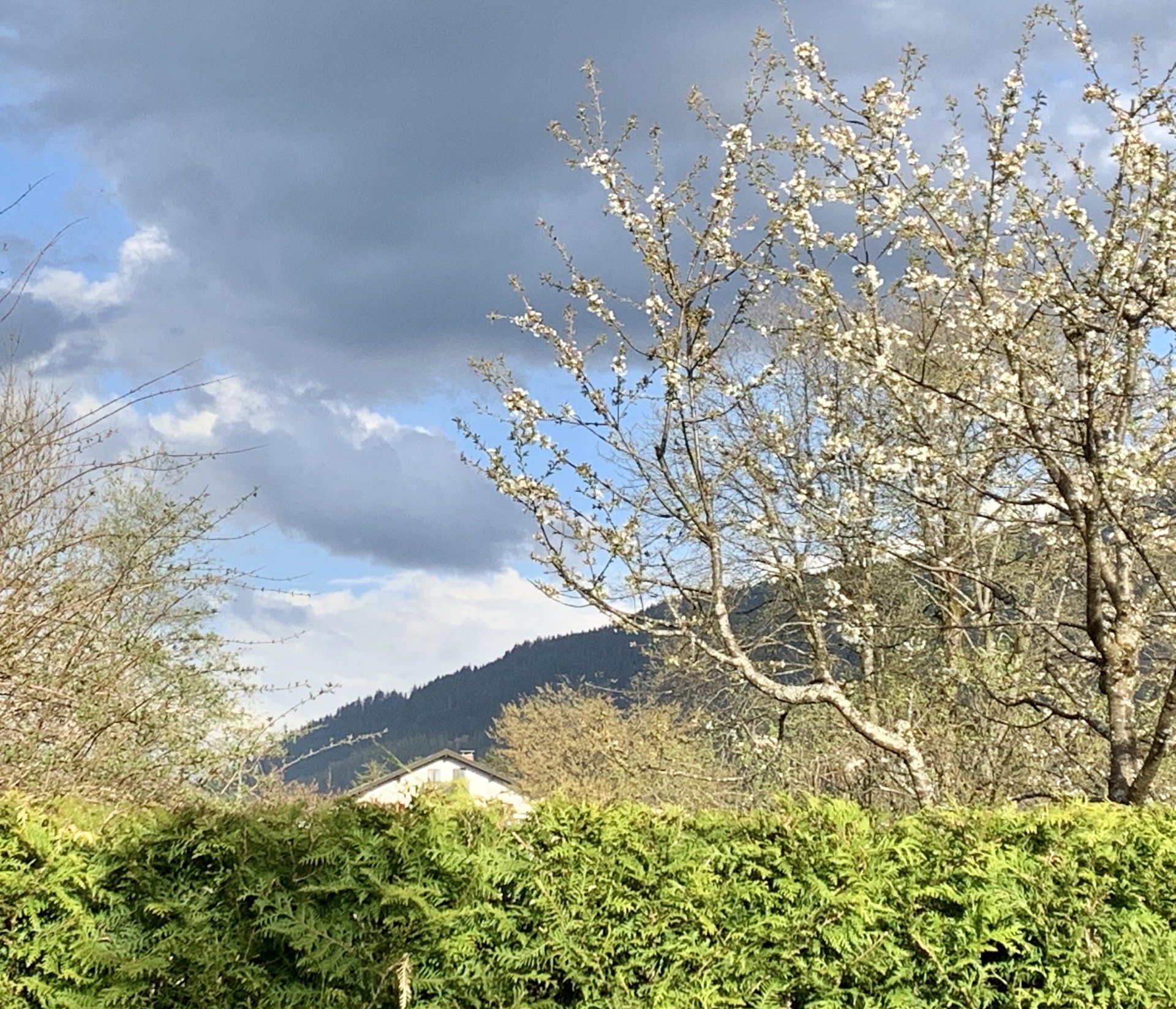 Eine Landschaft mit Bäumen und Bergen im Hintergrund