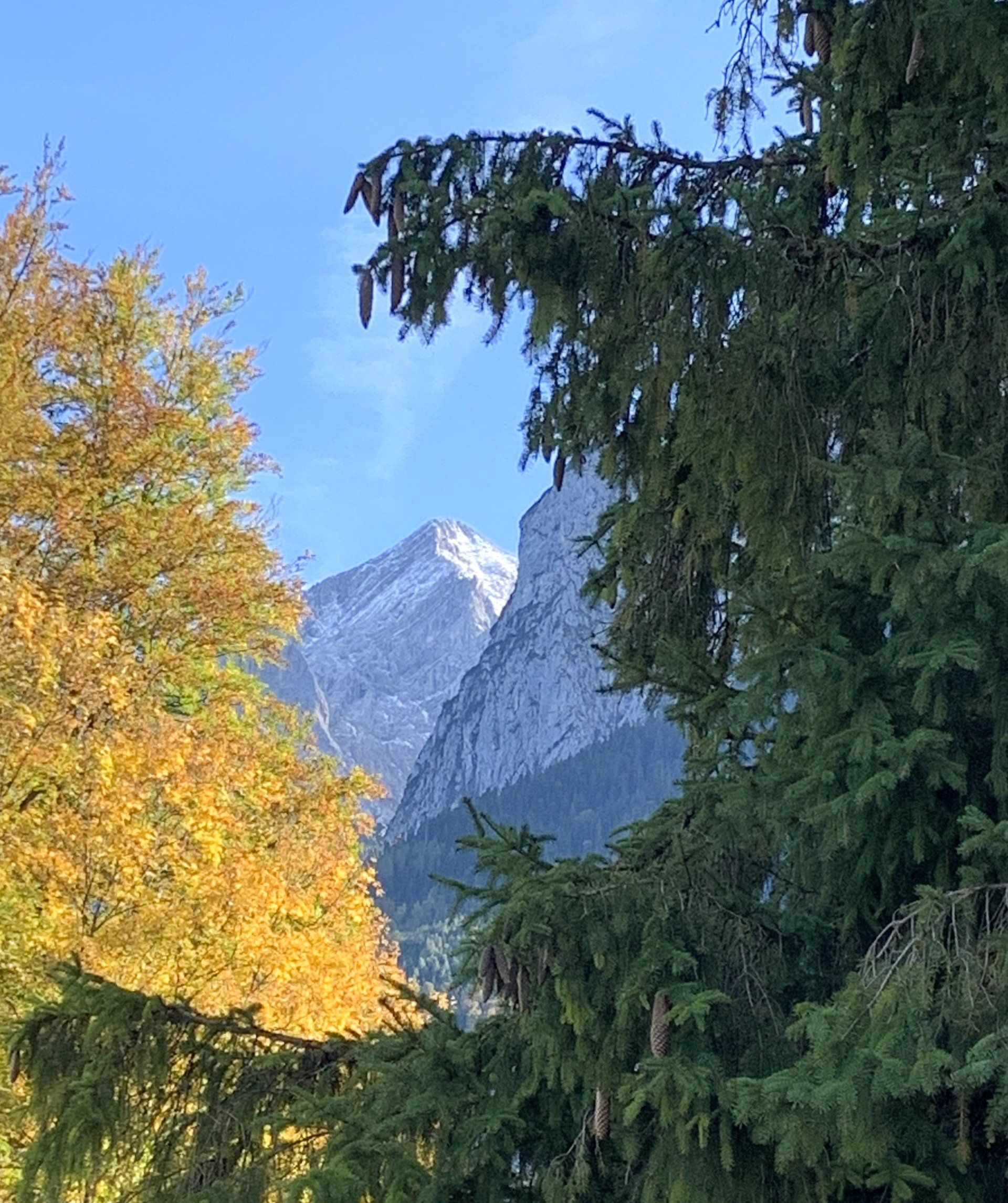 Durch die Bäume ist ein schneebedeckter Berg sichtbar.