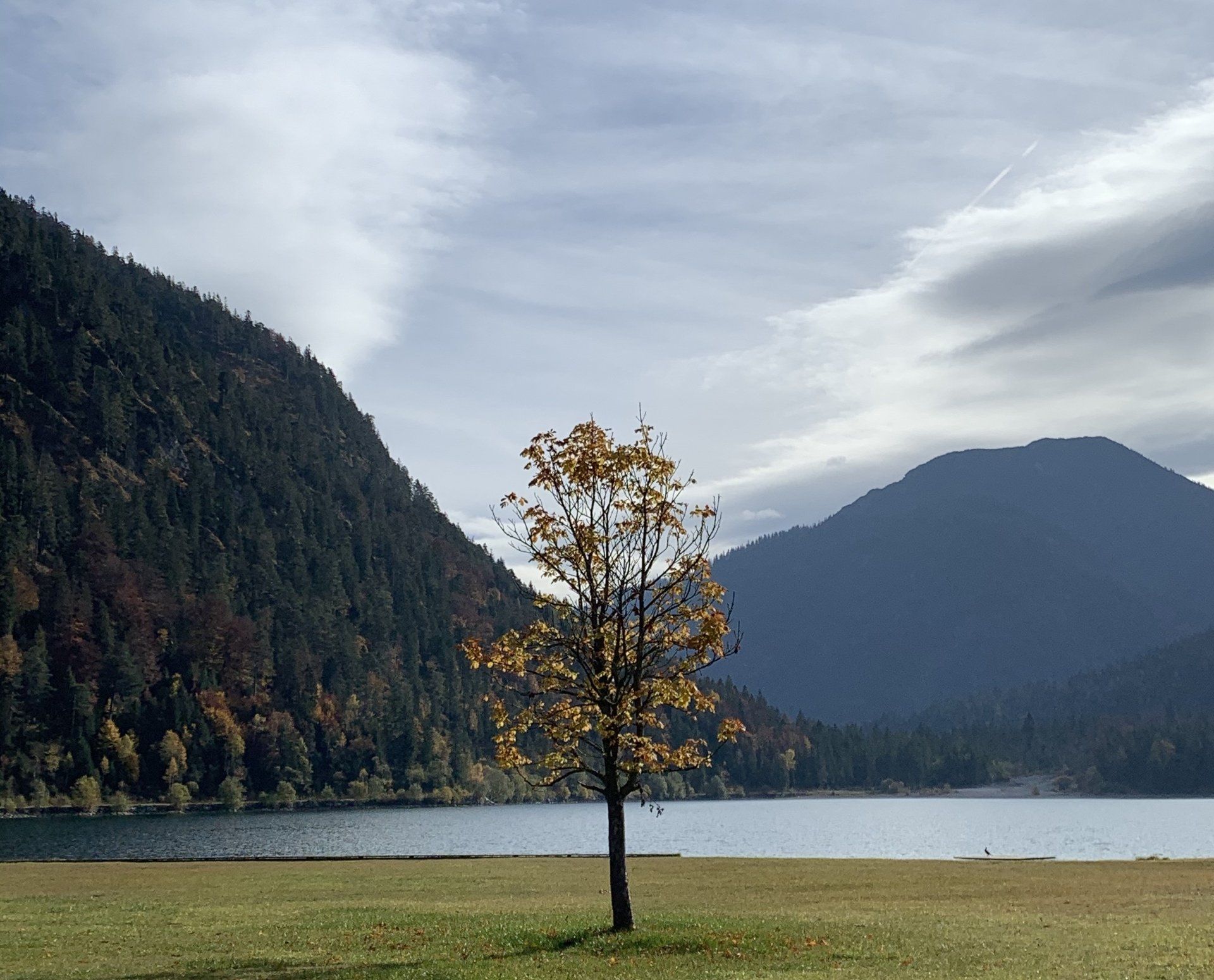 Ein Baum in der Mitte eines Sees mit Bergen im Hintergrund