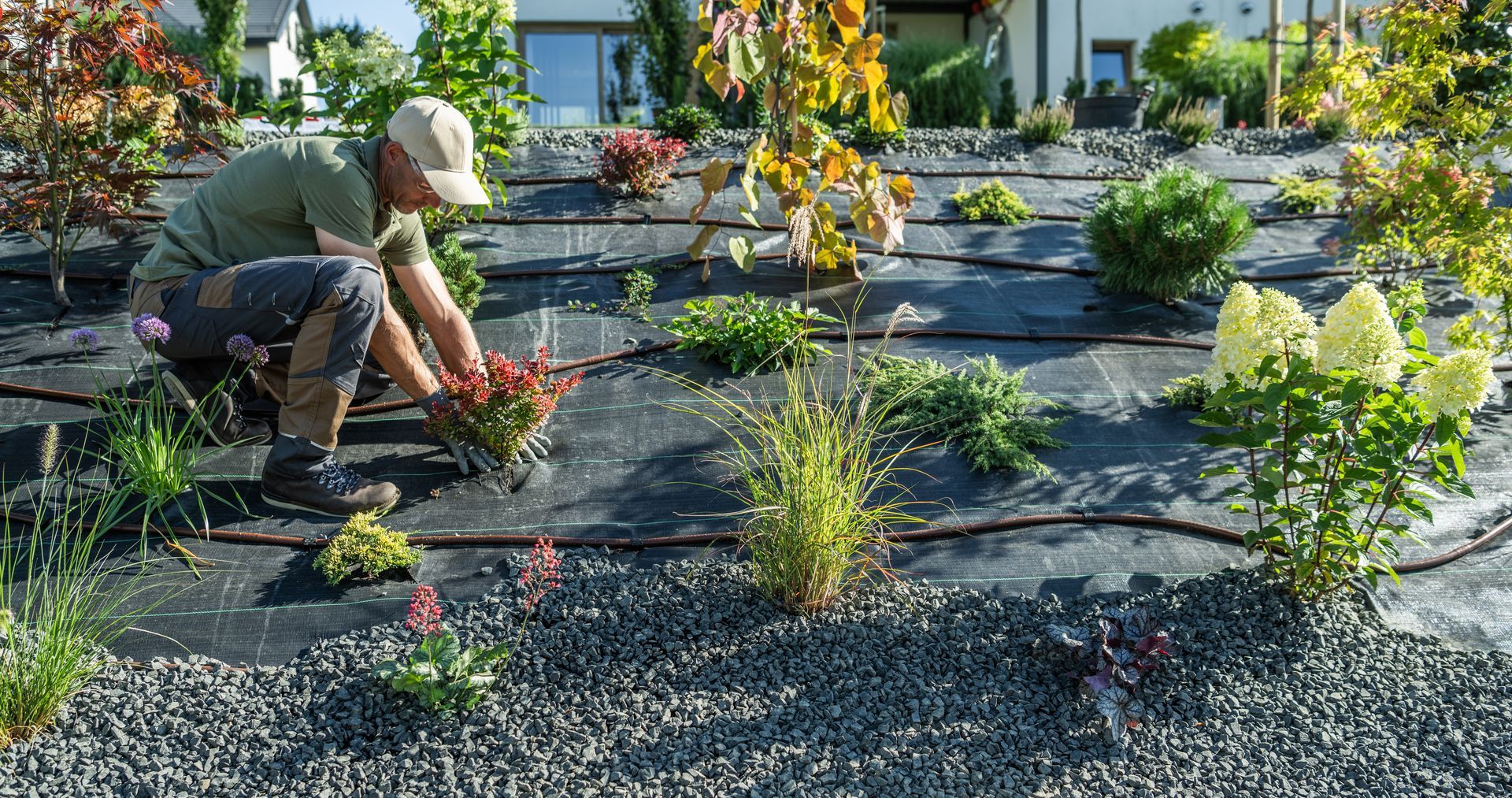 A person in work clothes kneels in a landscaped yard, planting small shrubs into black landscape fabric with drip hoses.