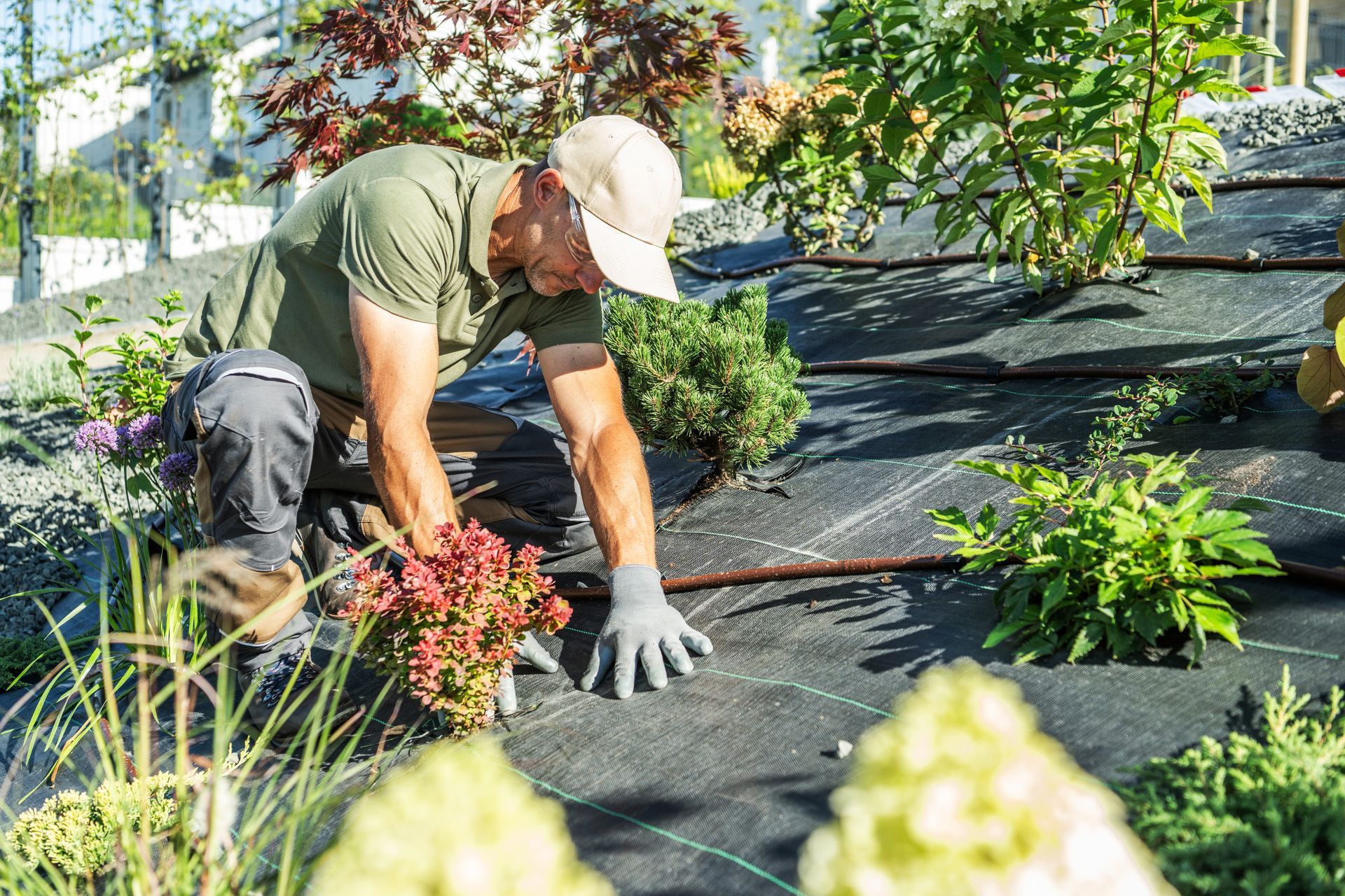 A person in work clothes and gloves kneeling on a landscape fabric mat, planting shrubs in a garden bed.