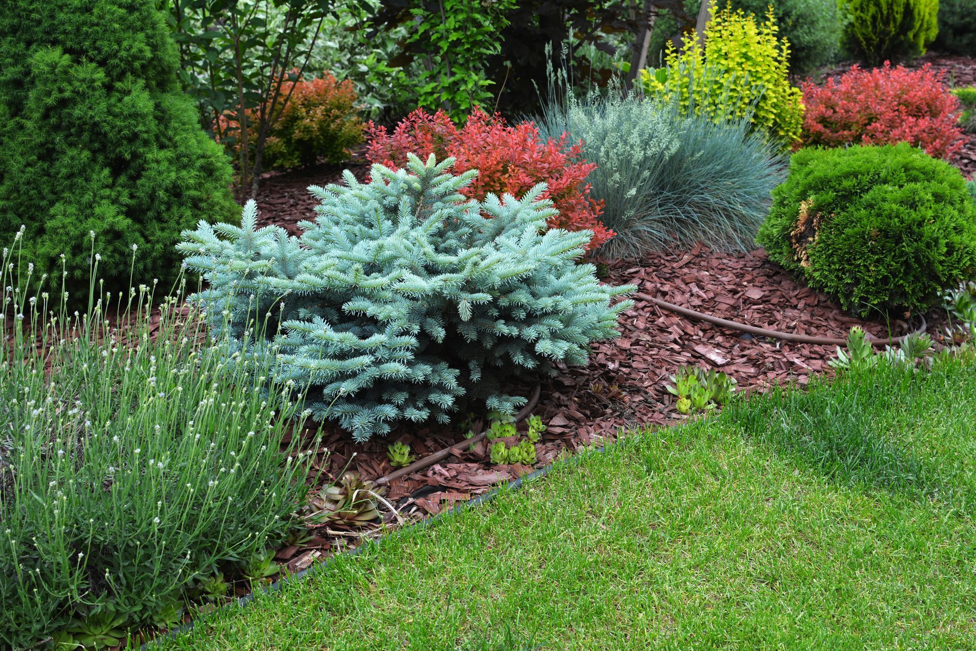 A vibrant garden border with a blue spruce, red-leaved shrubs, ornamental grasses, and mulch against a manicured lawn.