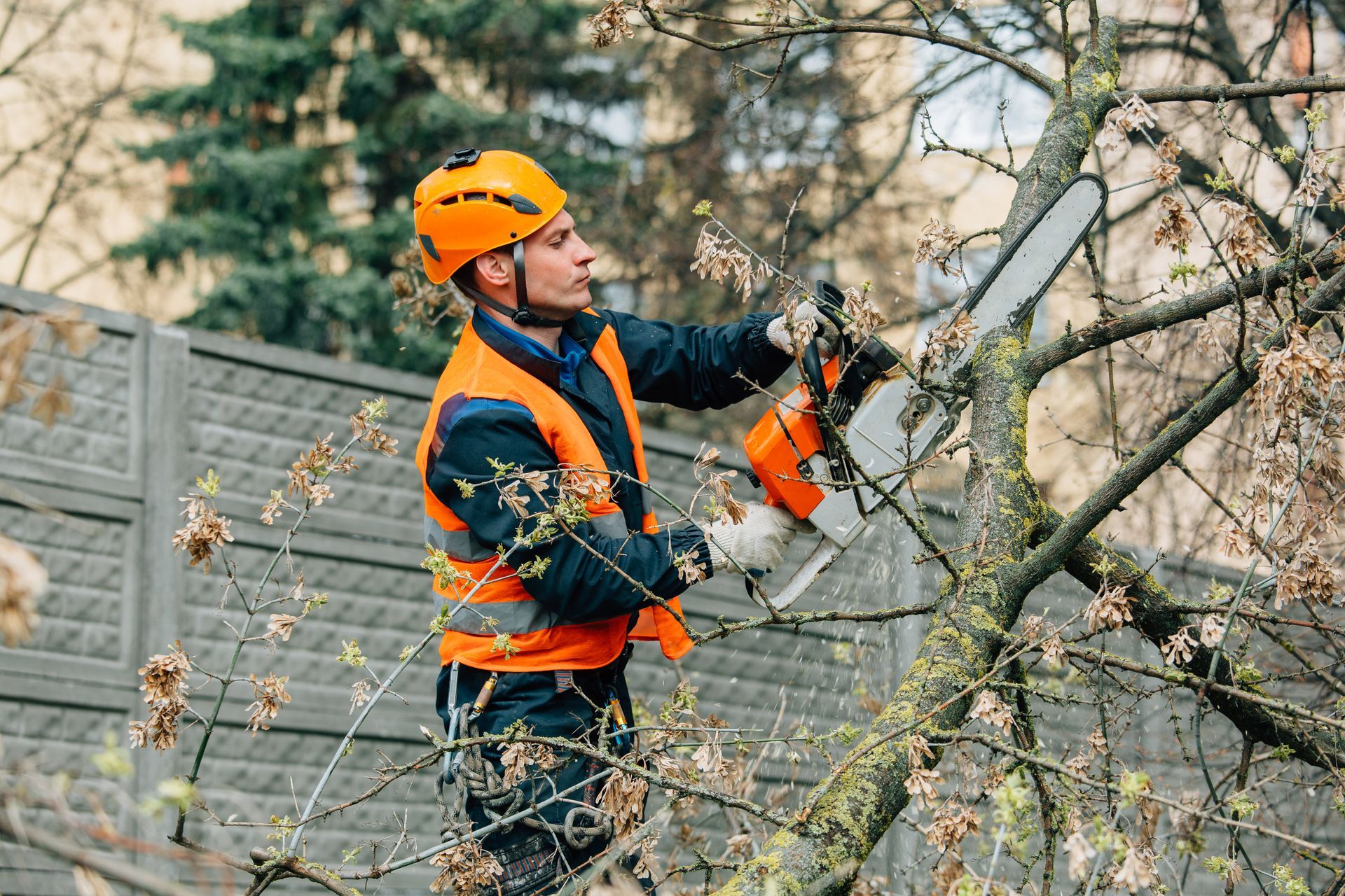 A person in high-visibility work gear and a hard hat uses a chainsaw to trim branches from a tree in front of a fence.