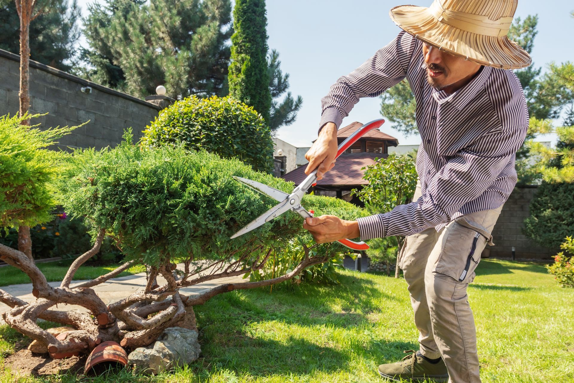 A person in a straw hat trims a low, rounded shrub in a sunny garden using large manual hedge shears.
