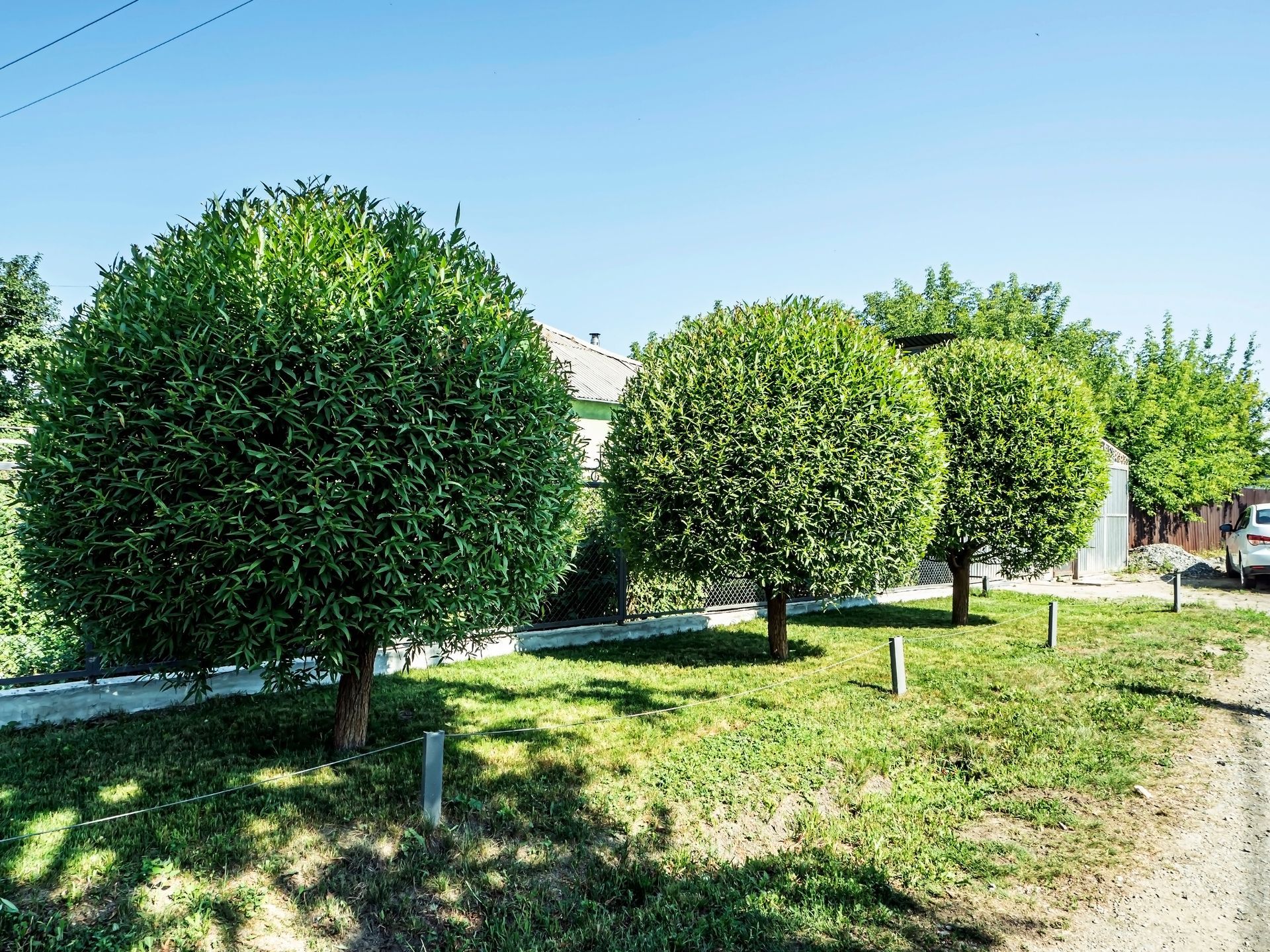 Three small, perfectly spherical green trees stand in a row along a grassy path on a sunny day.