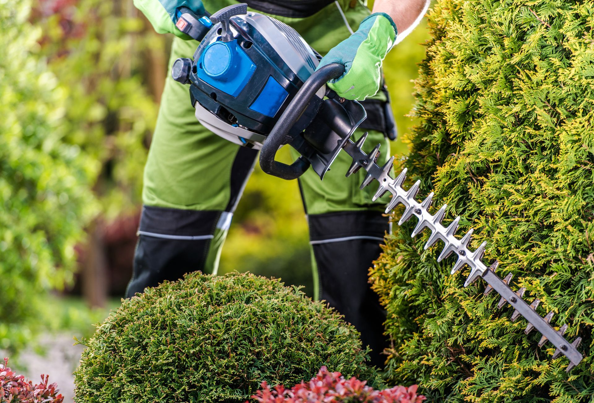 A person in green work pants and gloves uses a gas-powered hedge trimmer to shape a large evergreen bush in a garden.