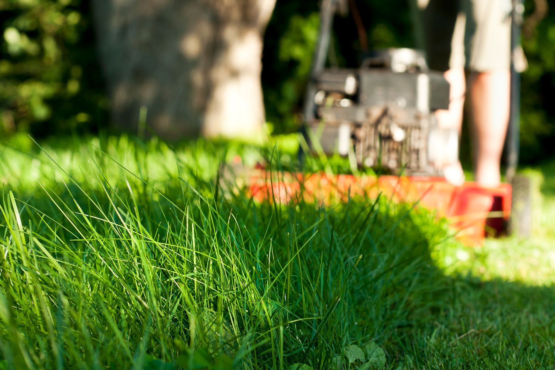 A close-up view of tall green grass being cut by a red lawnmower, showing the distinction between cut and uncut sections.