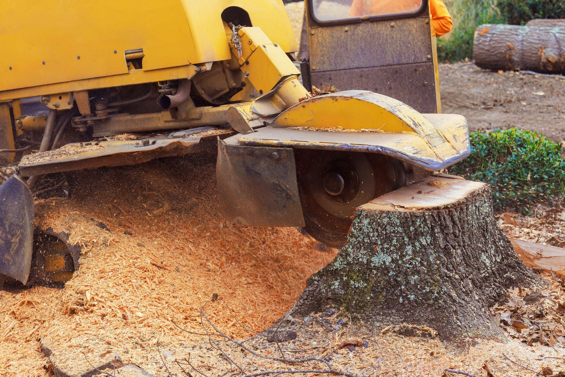 A yellow stump grinder cuts into a large tree stump, surrounded by piles of fresh wood chips.