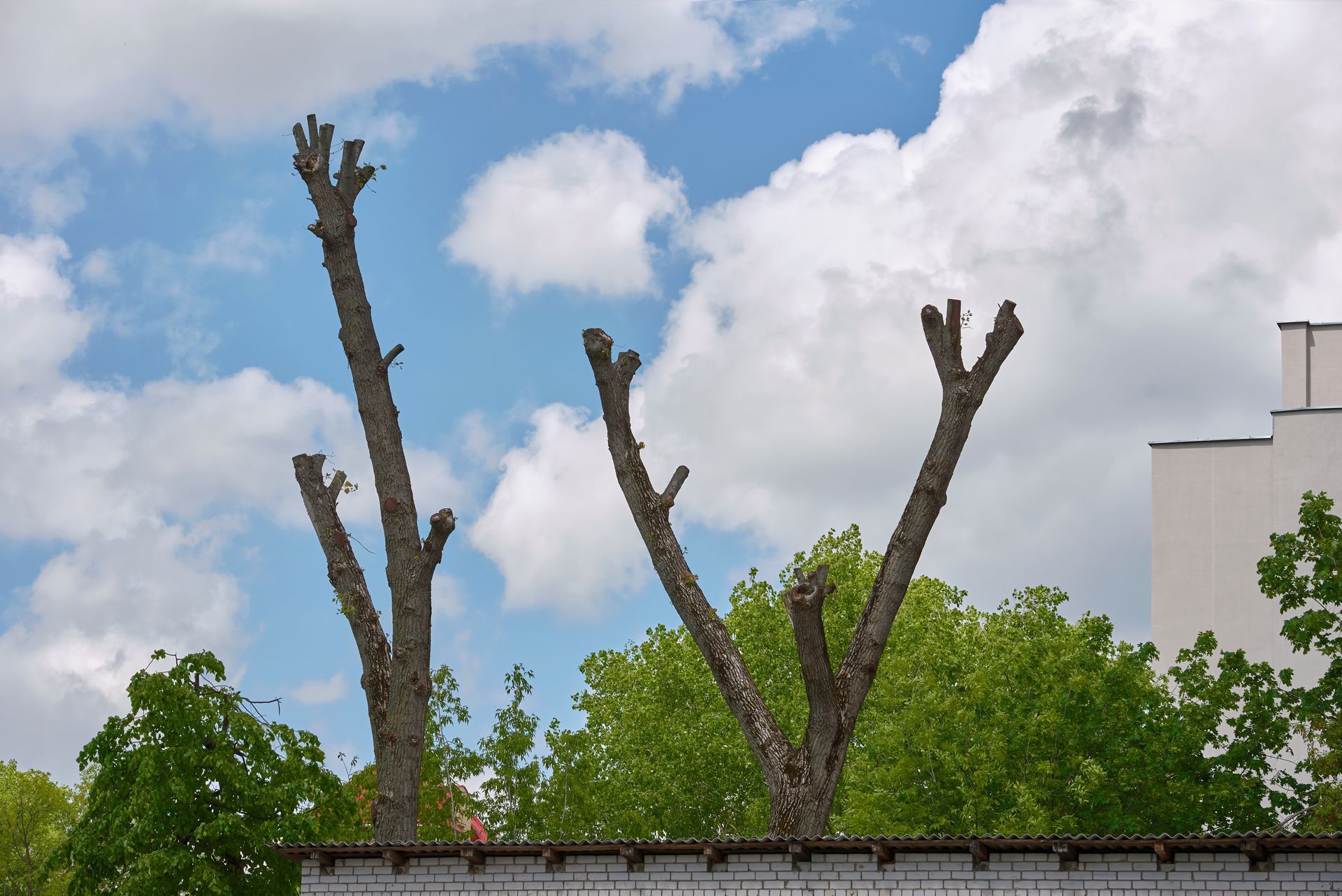 Two severely pruned trees with bare, cut branches standing against a blue, cloudy sky.