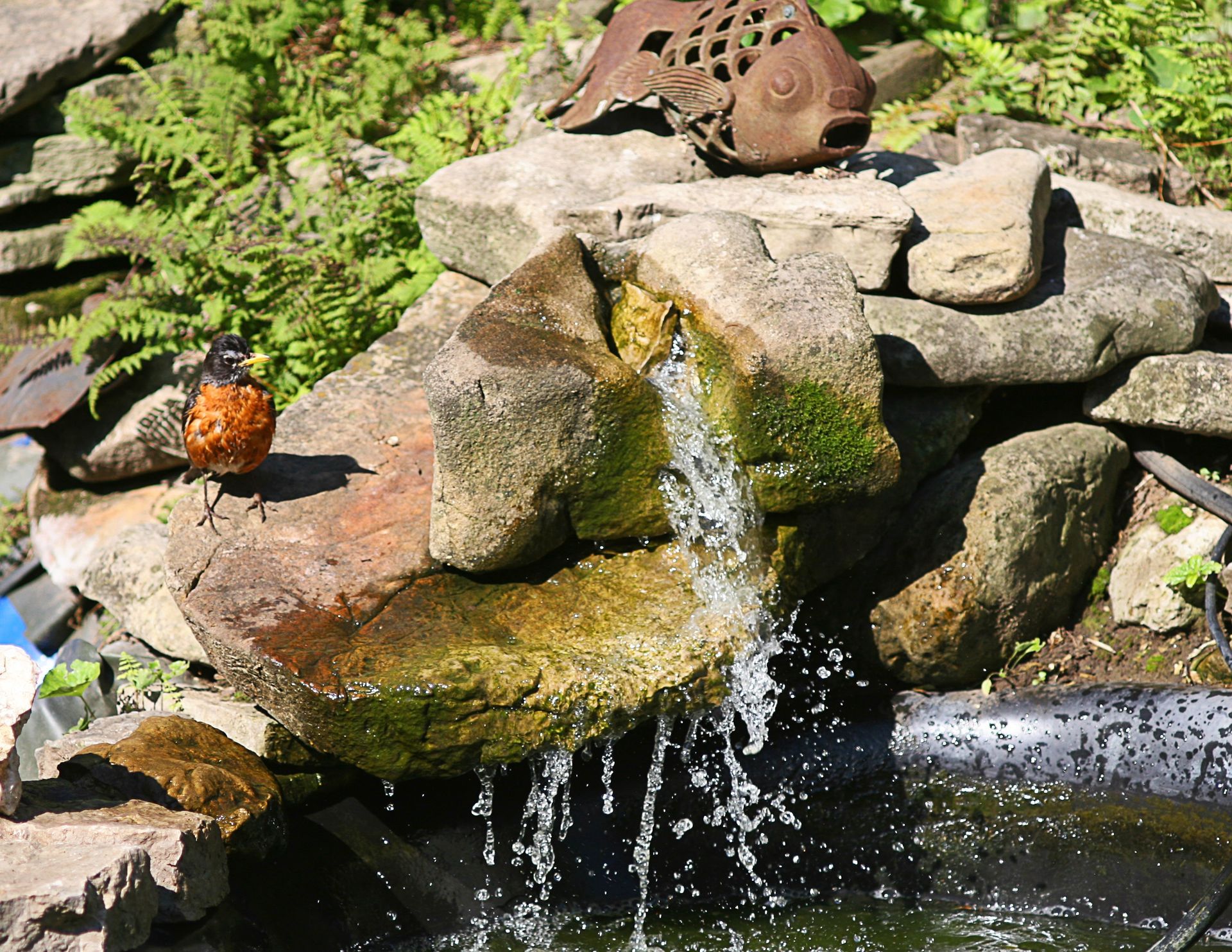 An American robin stands on a mossy rock next to a small garden waterfall flowing into a dark pond.