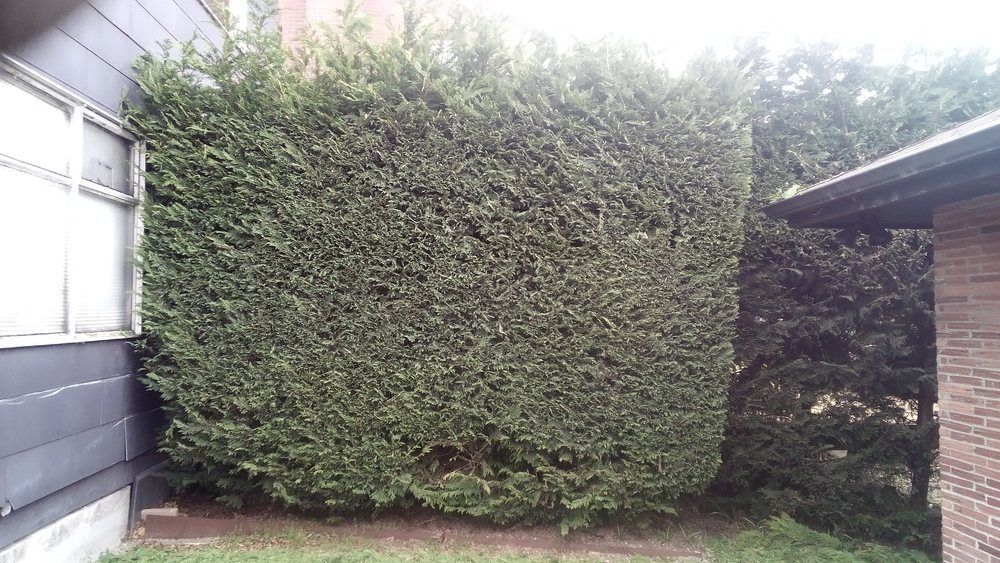 Hedge trimming