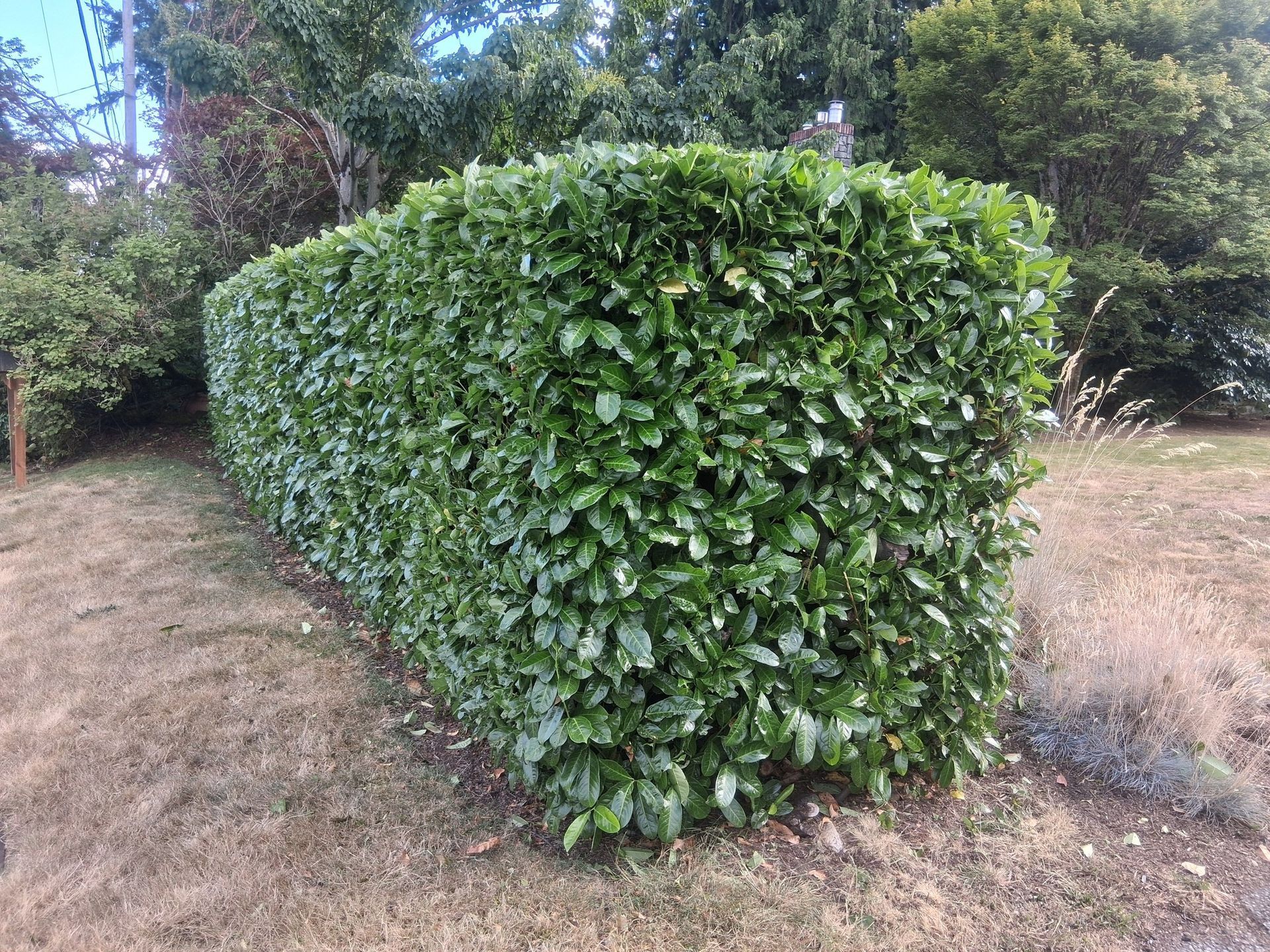 shrub trimming