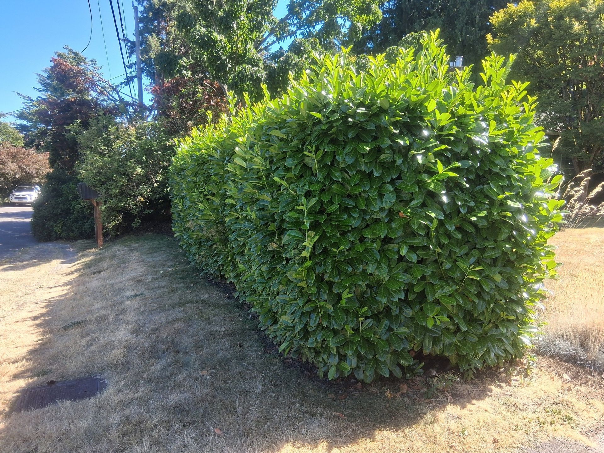 shrub trimming
