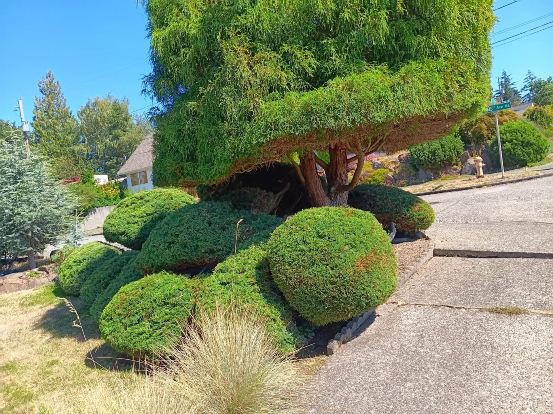 Greenwood Landscape Project After