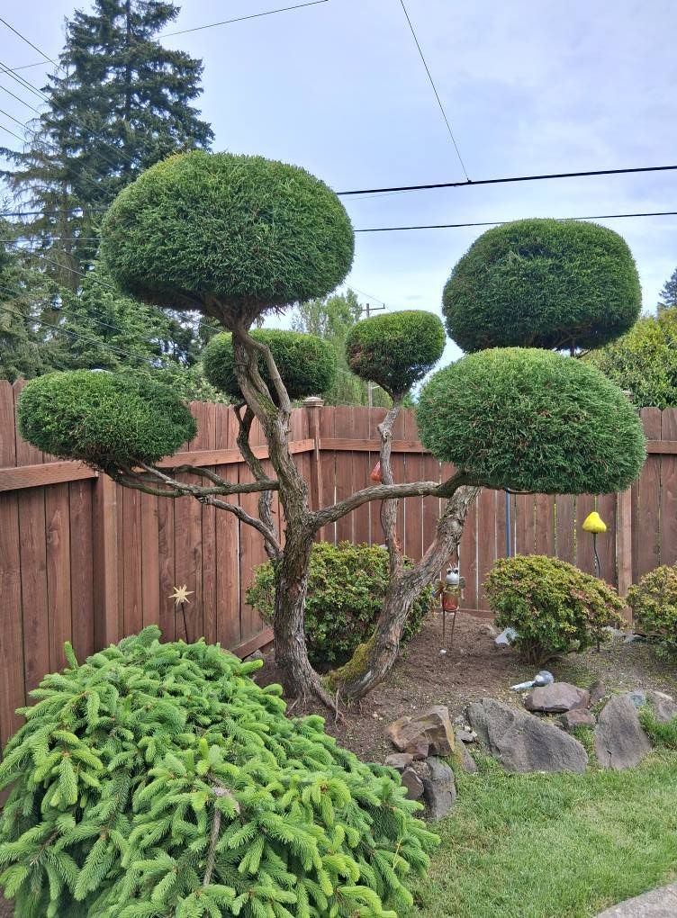 Hedge trimming