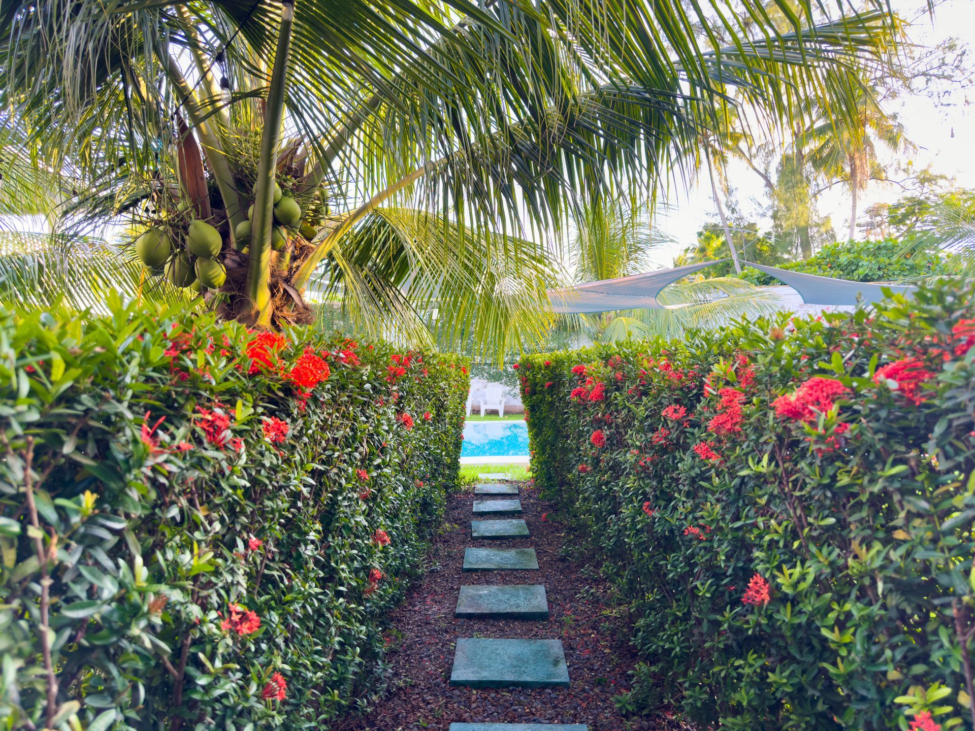 Stone path leads to a pool, flanked by hedges with red flowers, under a palm tree.