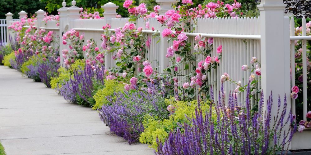 Beautiful garden of colorful flowers