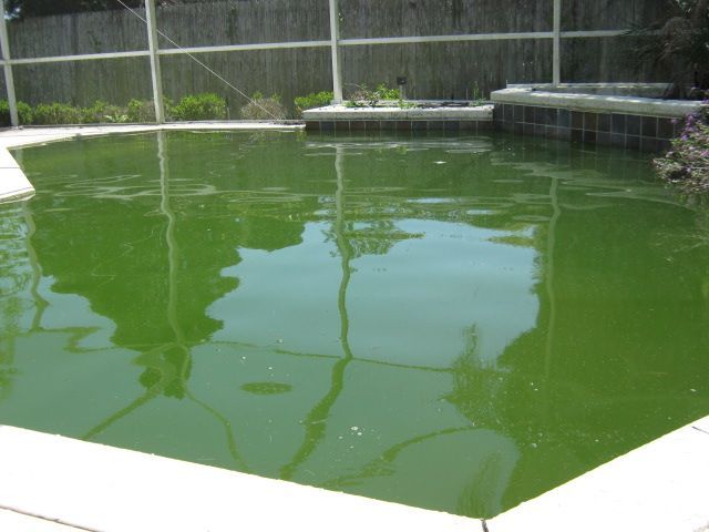 A swimming pool with a lot of green water