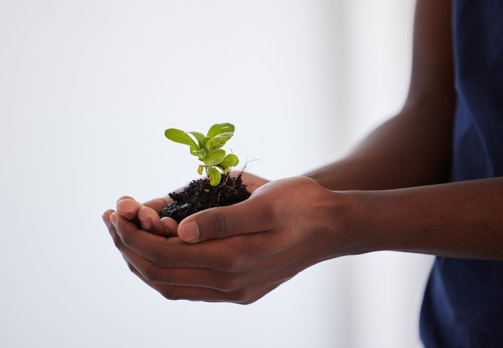 A person is holding a small plant in their hands.