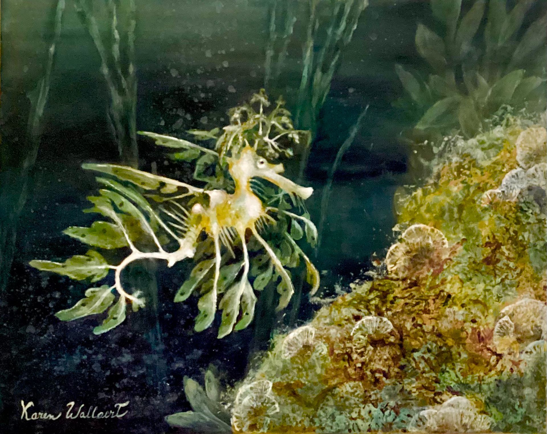 Leafy seadragon swims near coral in a dark underwater scene.