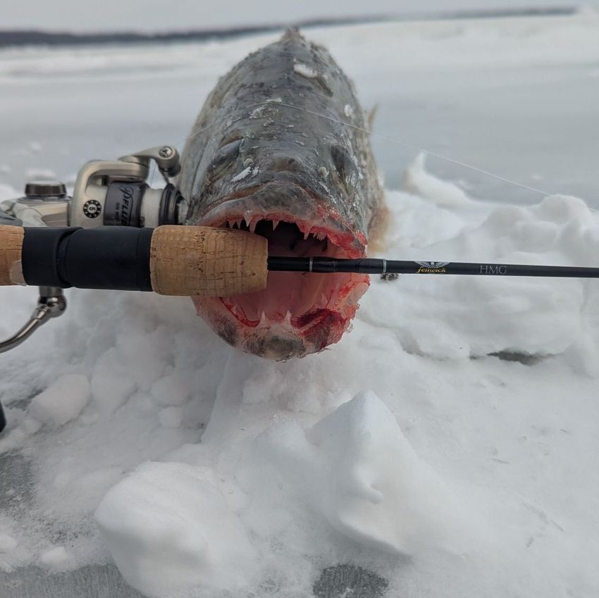 Fishing rod beside a large fish lying on ice, mouth open in a snowy frozen setting
