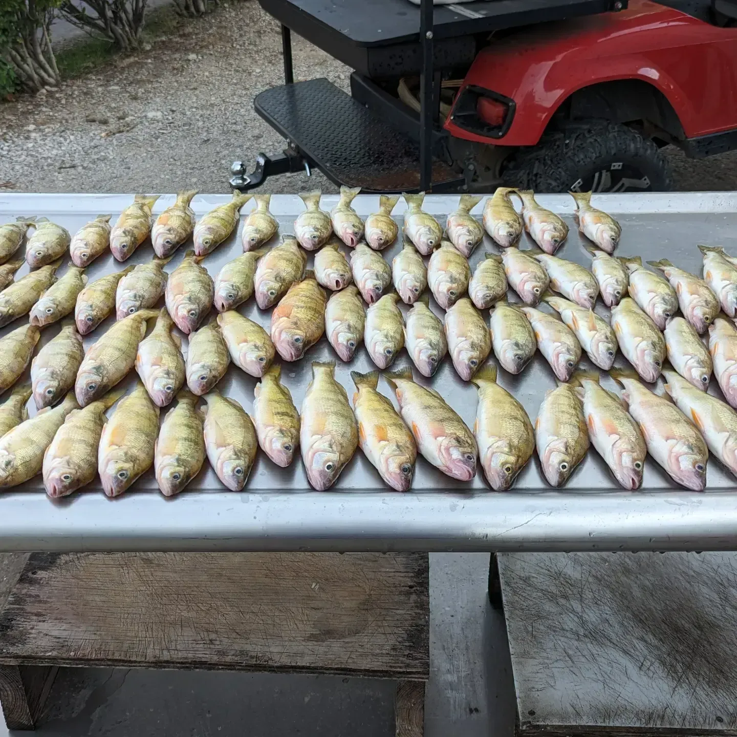 Rows of freshly caught fish laid out on a table, with a red ATV in the background.