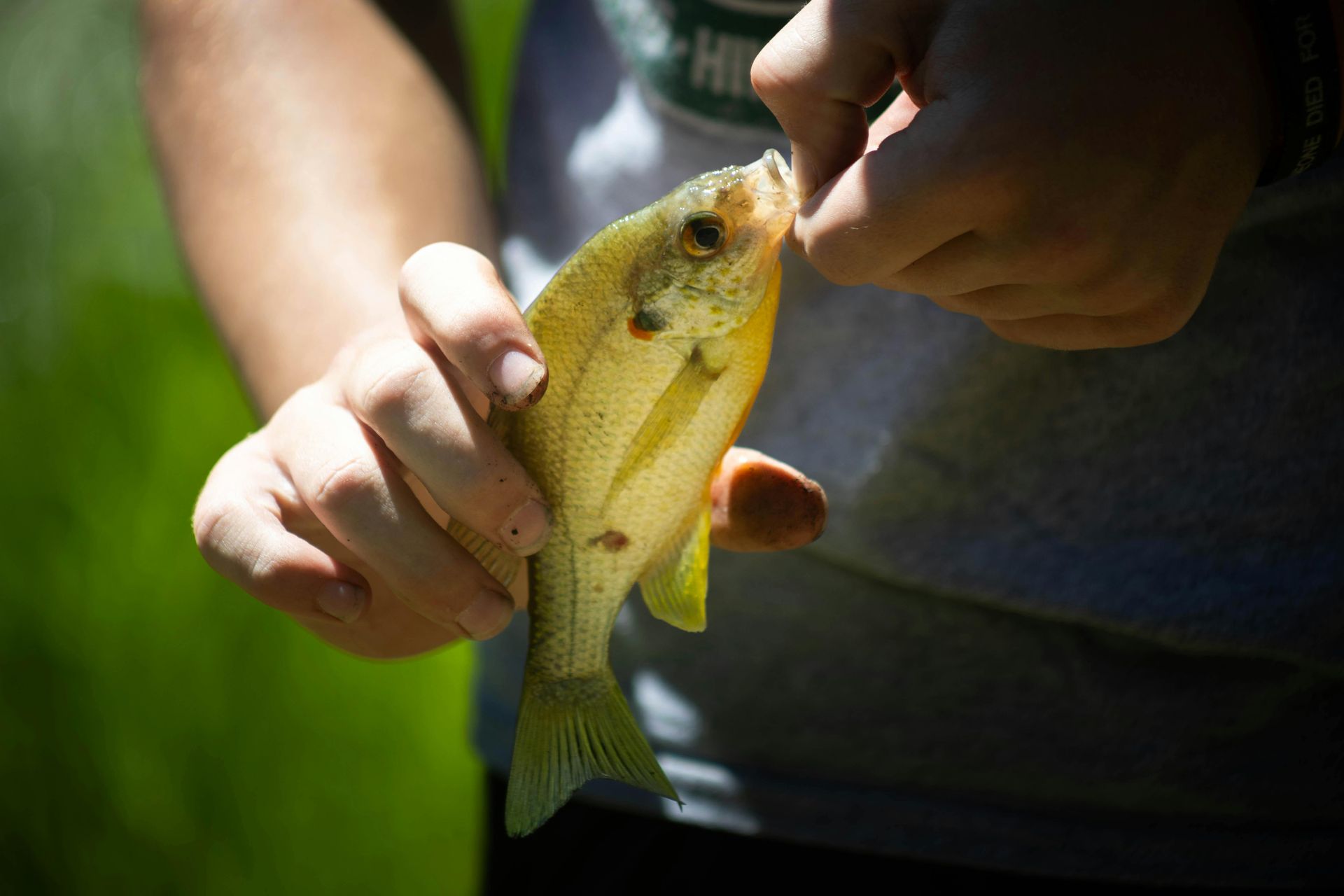 Hands holding a small yellow fish outdoors in sunlight