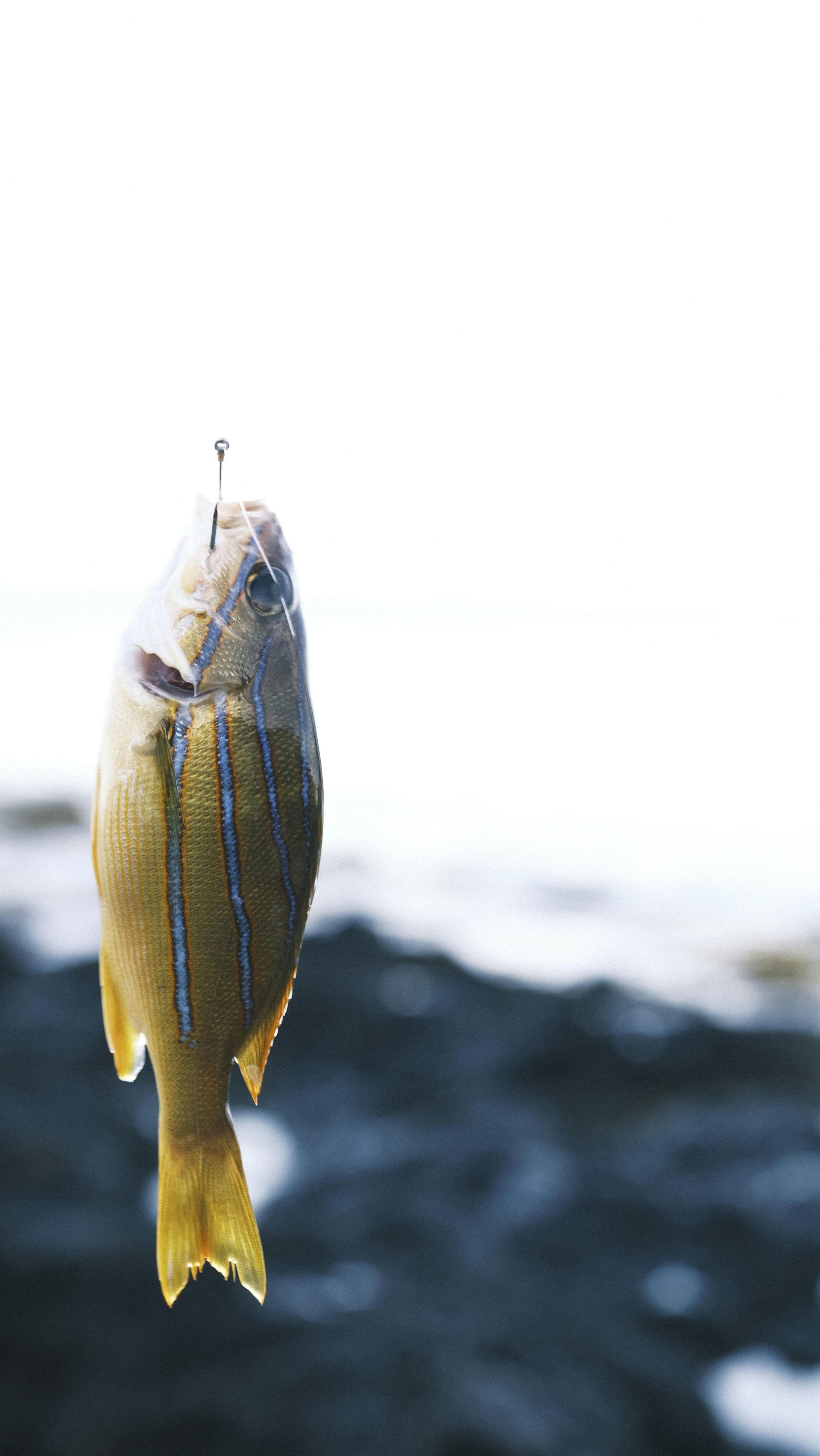 Yellow fish hanging on a line against a blurred dark and white background