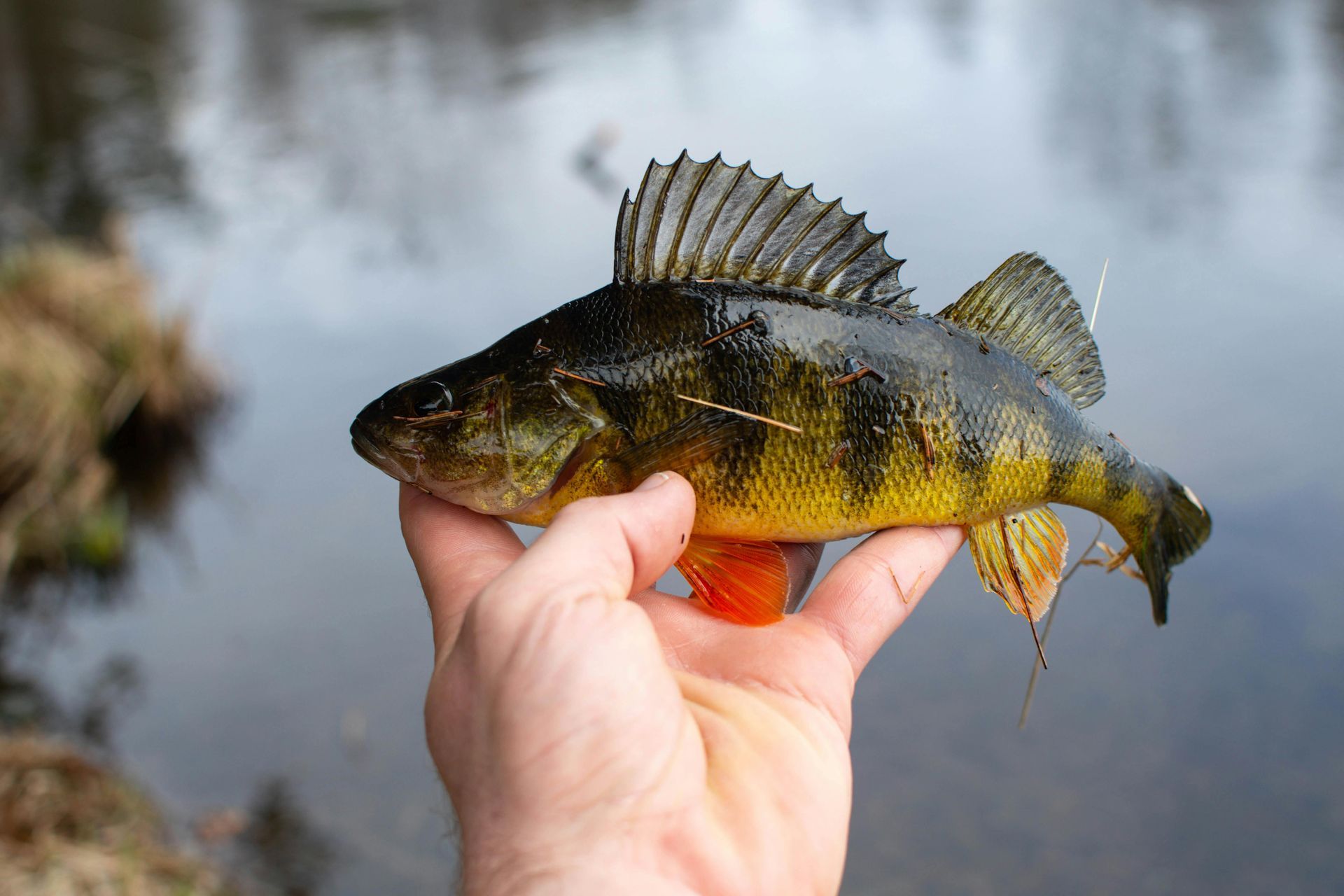A small yellow-and-black fish held in a hand by a calm riverbank