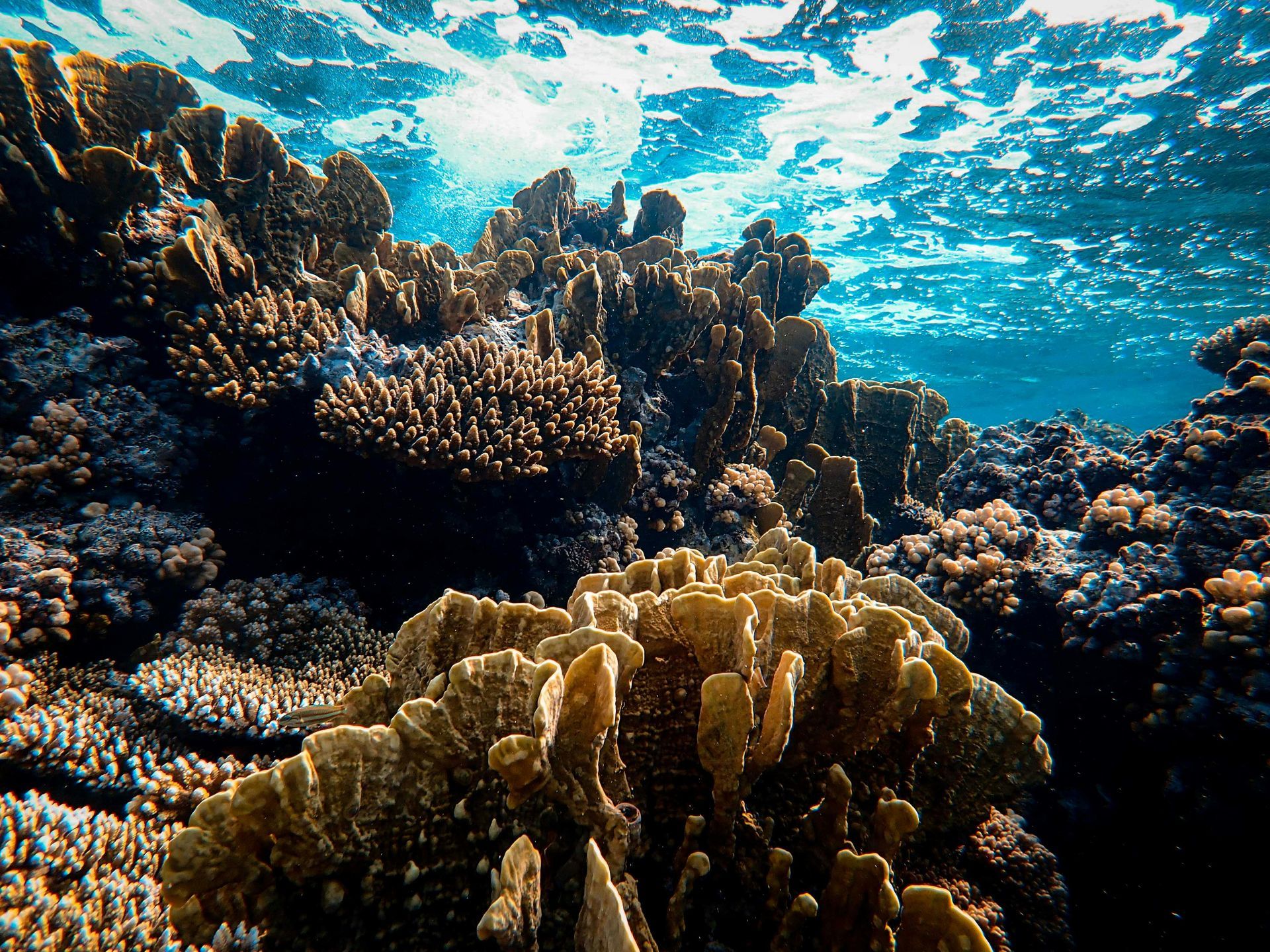 Sunlit coral reef underwater with blue water and rugged brown coral formations