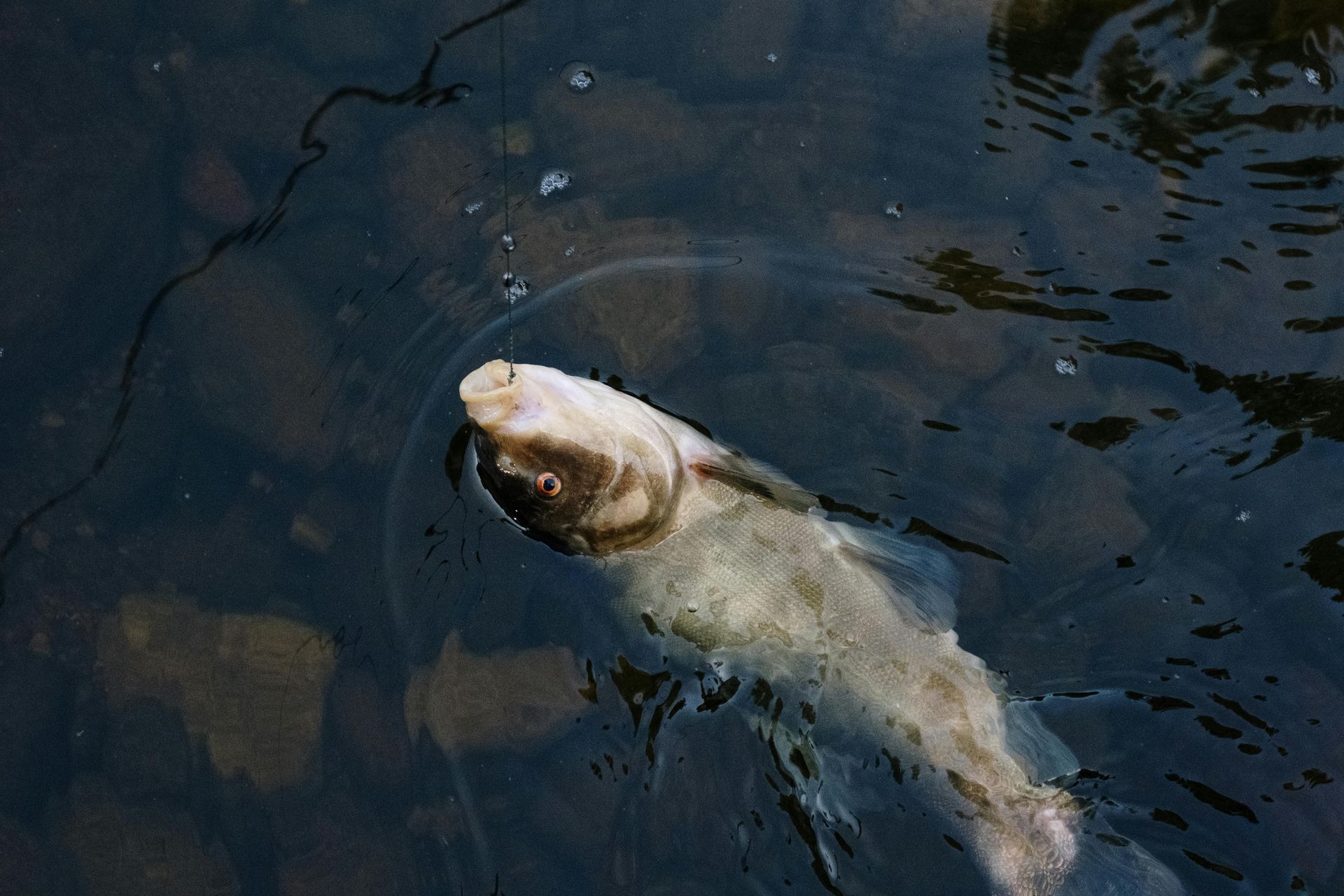 A white fish swimming near the water surface in dark water