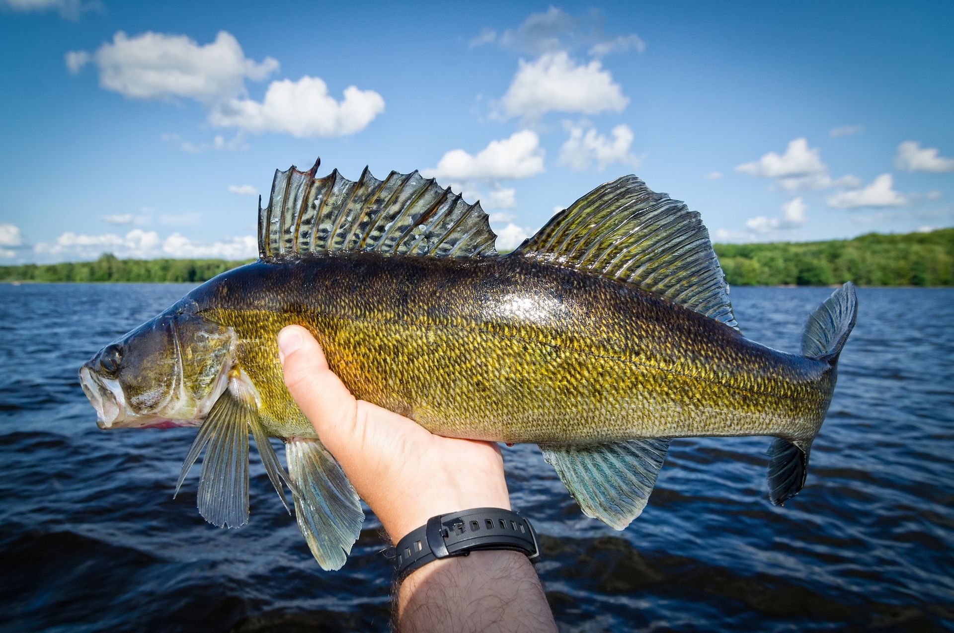 Hand holding a large fish above a lake with blue water and cloudy sky