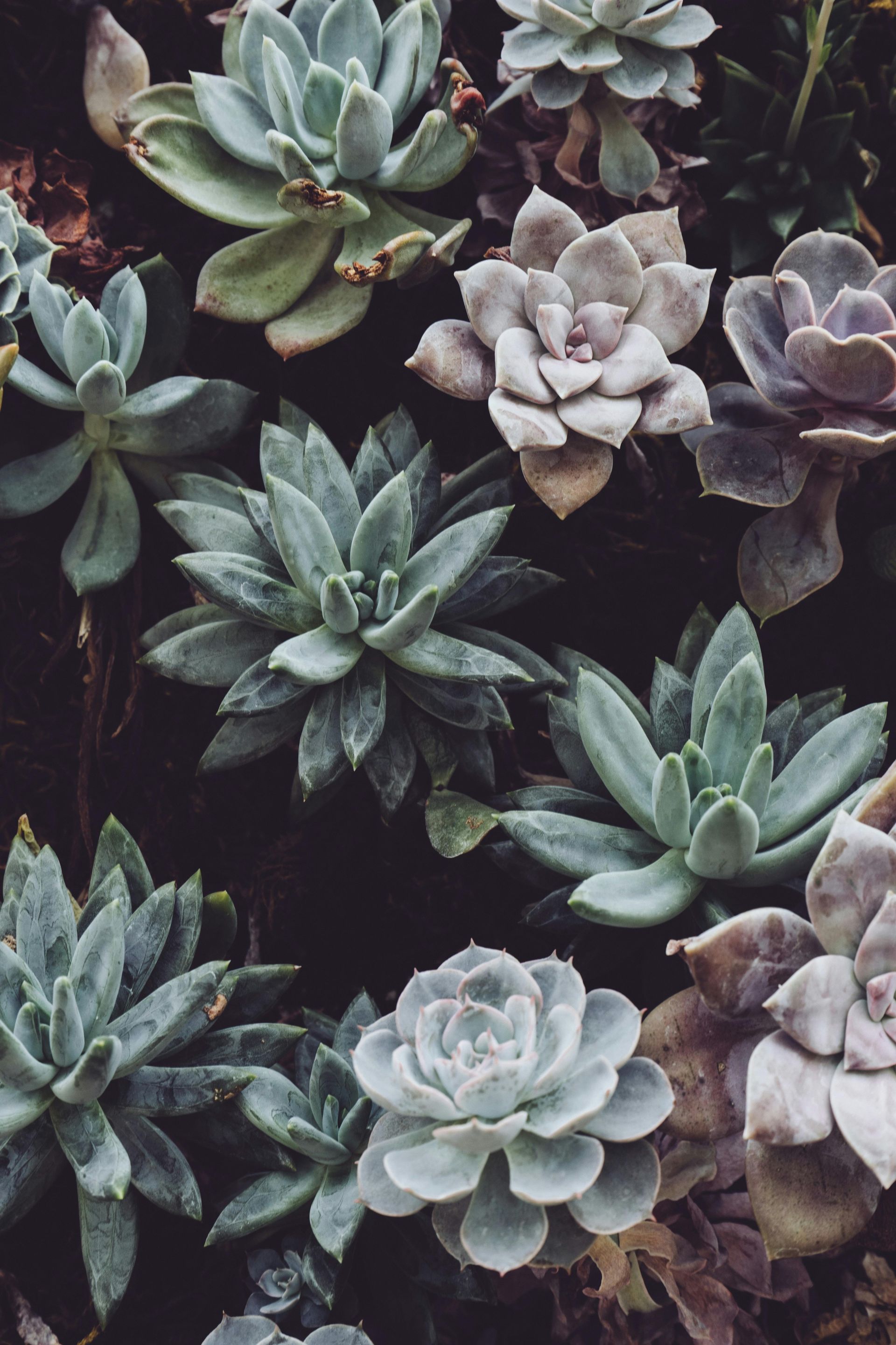 A bunch of succulents are growing in a garden
