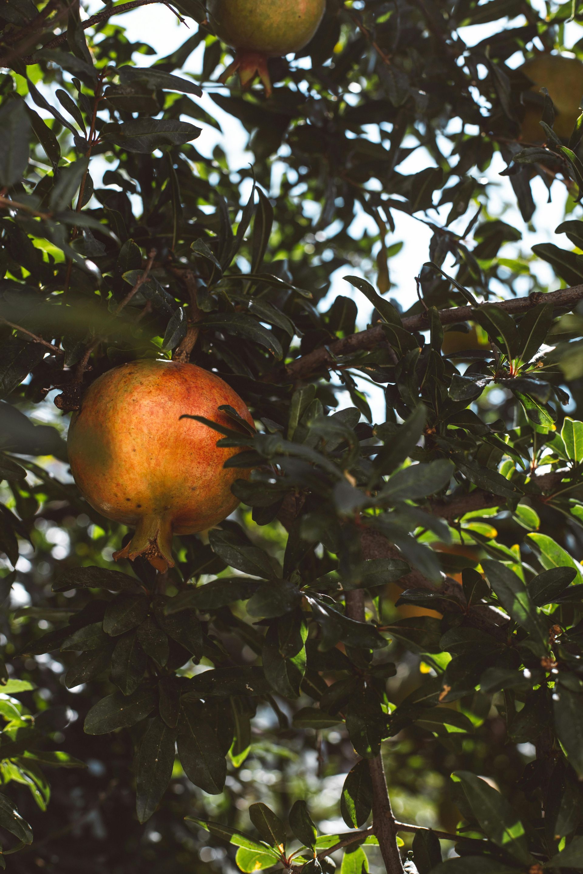 A pomegranate is hanging from a tree branch.