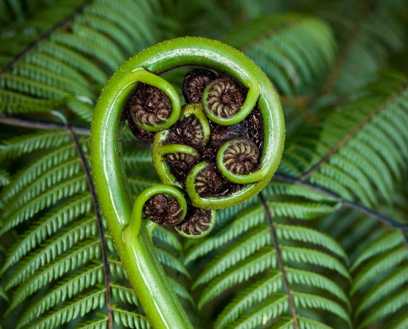 Photo of emerging fern leaves.