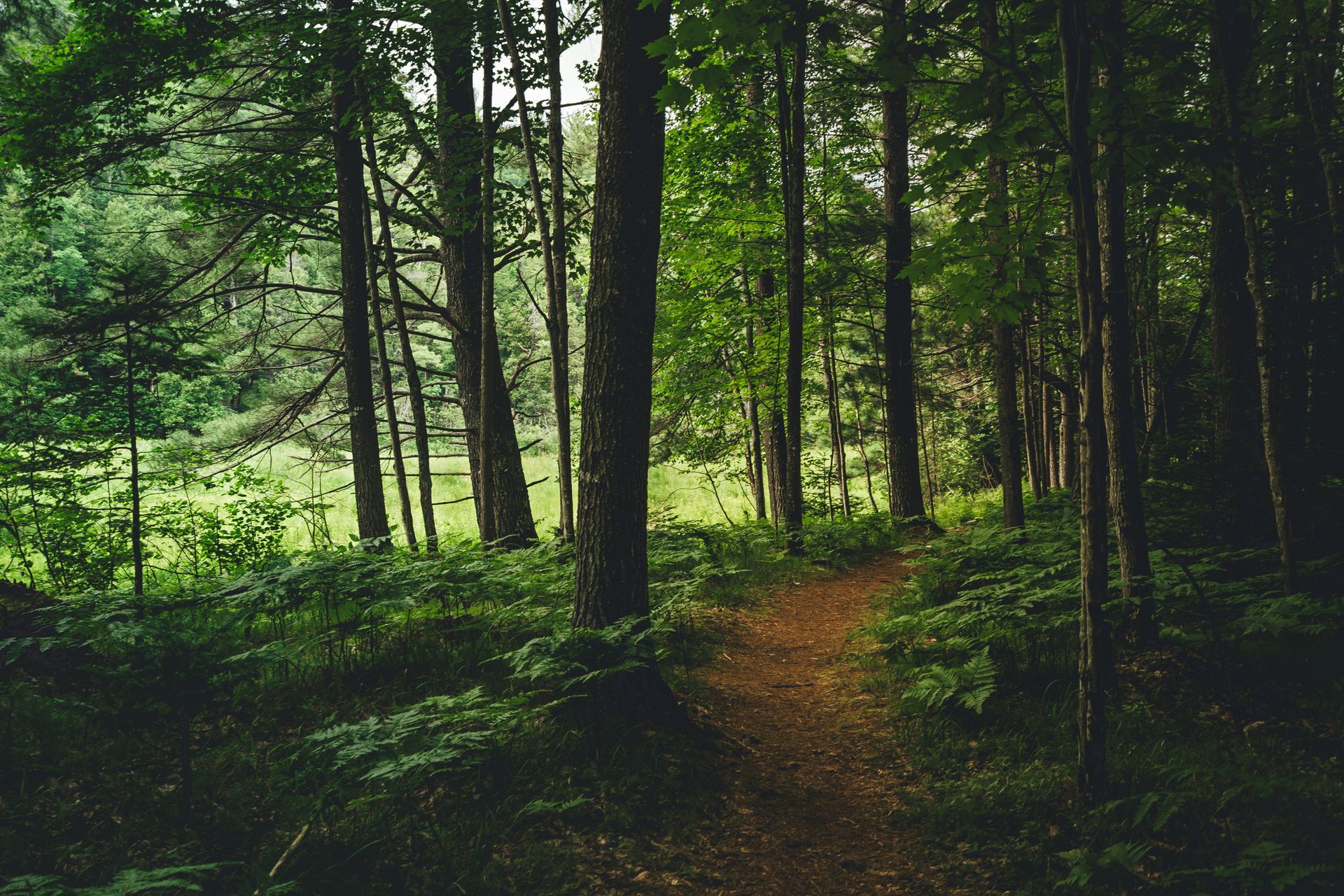 A path in a forest