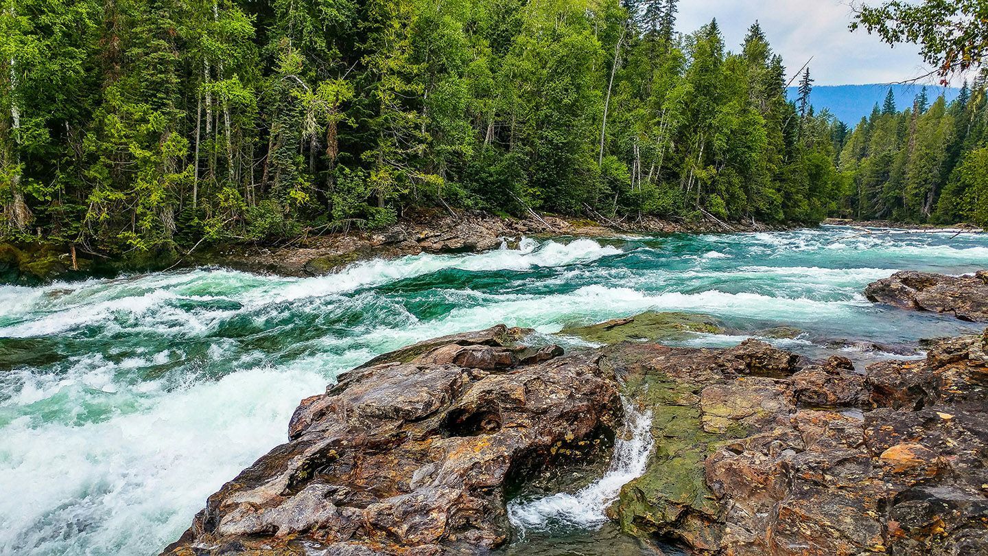 River in a forest