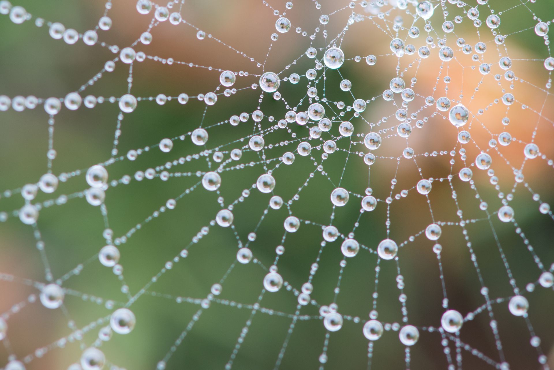 spider web with water droplets symbolizing connection