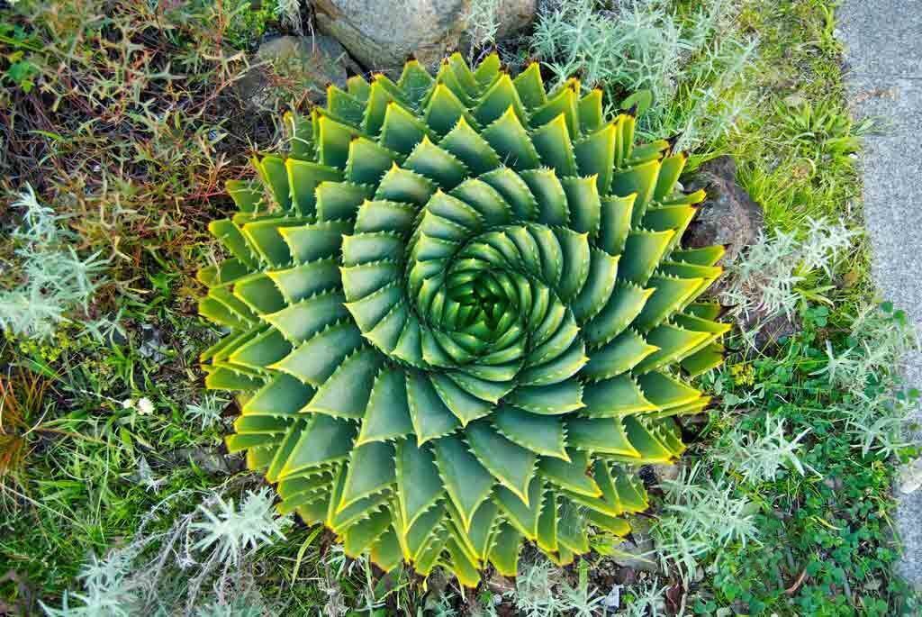 Spiral shaped cactus