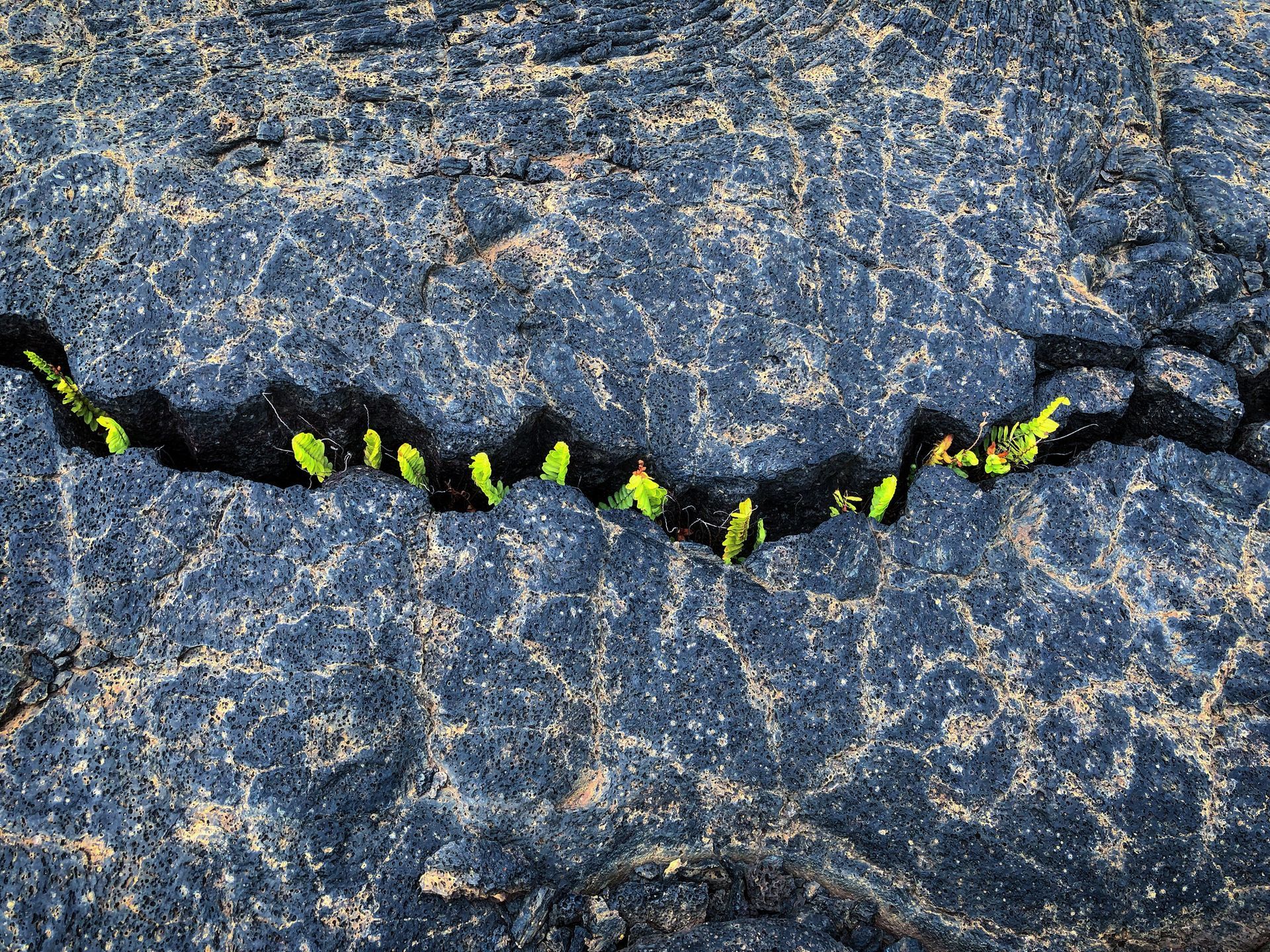 Photo of rock with green sprouts coming through crack.